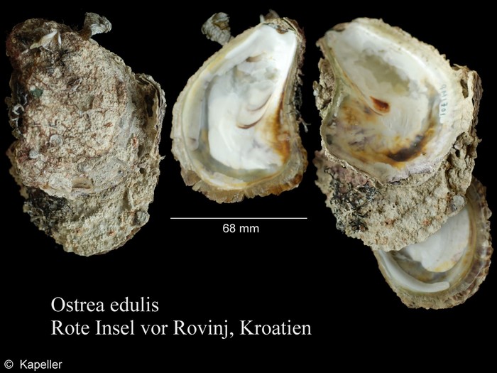 Ostrea edulis