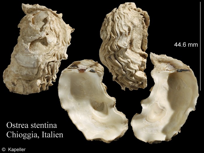 Ostrea stentina