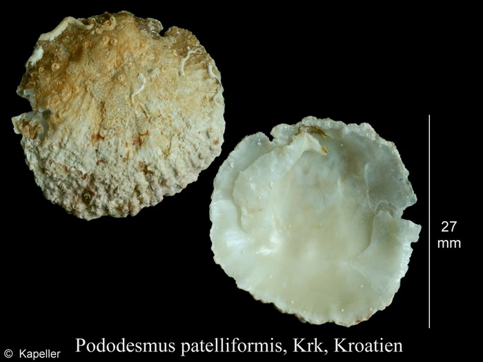 Pododesmus patelliformis