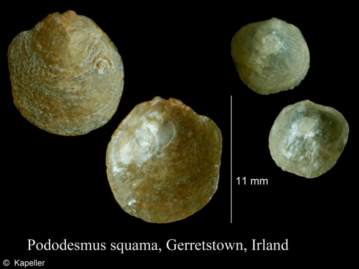 Pododesmus squama