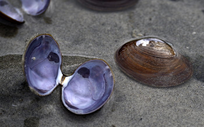 Nuttallia obscurata Nuttallia obscurata
