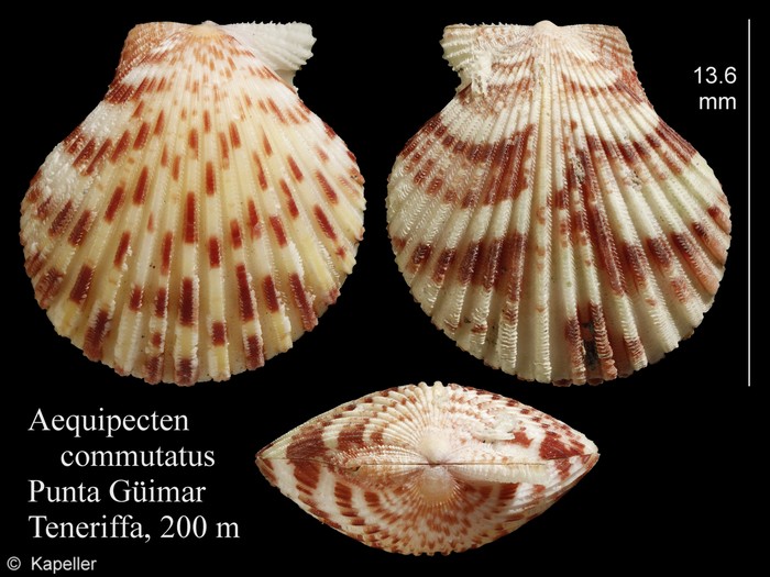 Aequipecten commutatus Aequipecten commutatus