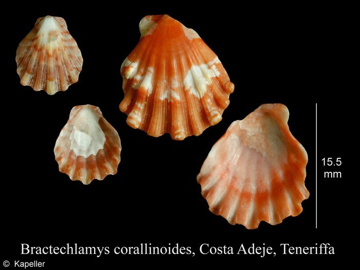 Bractechlamys corallinoides Bractechlamys corallinoides