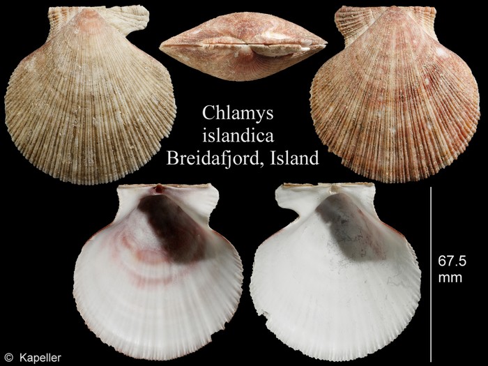 Chlamys islandica