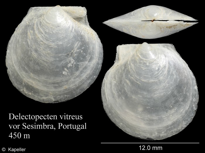Delectopecten vitreus Delectopecten vitreus