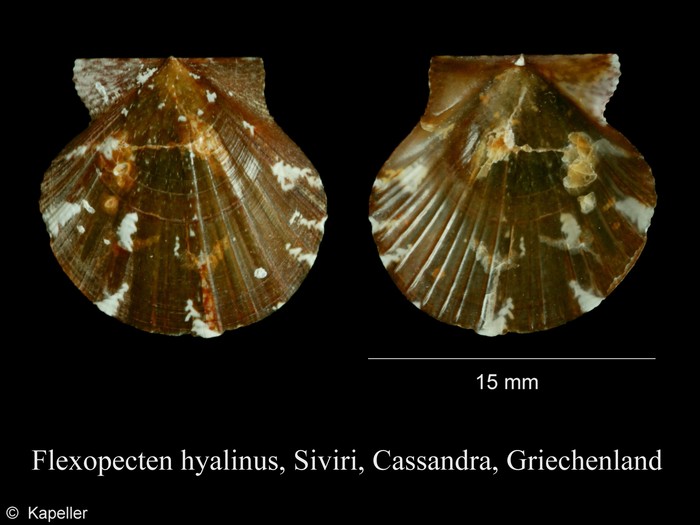 Flexopecten hyalinus