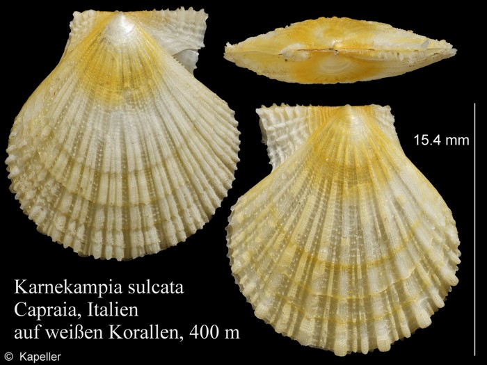 Karnekampia sulcata Karnekampia sulcata