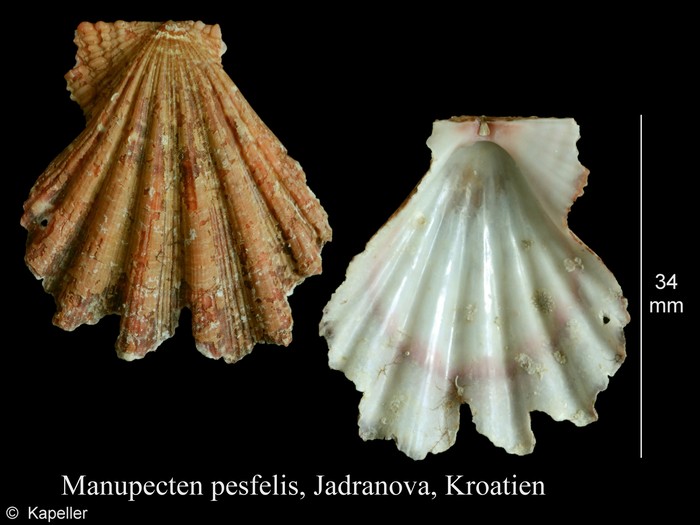 Manupecten pesfelis Manupecten pesfelis
