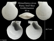 Mimachlamys nivea