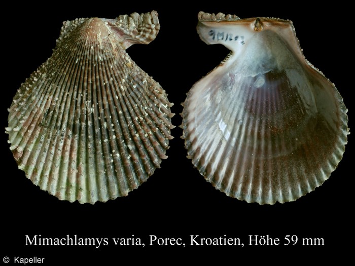 Mimachlamys varia