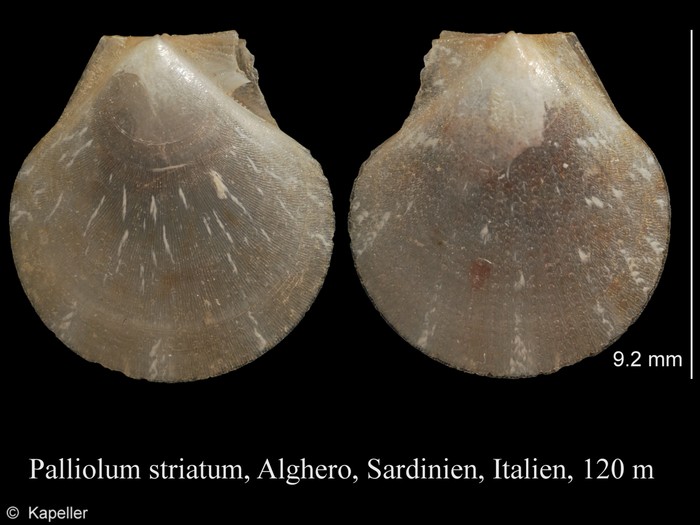 Palliolum striatum Palliolum striatum