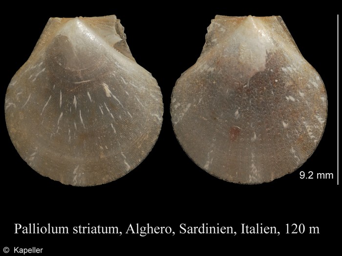 Palliolum striatum