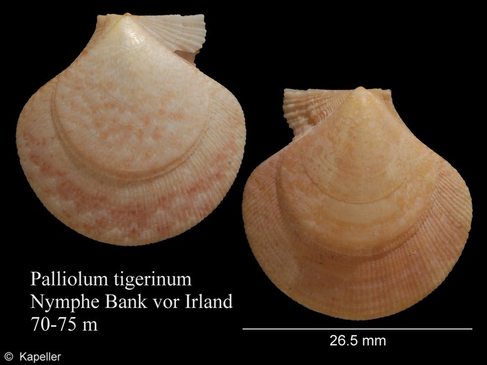 Palliolum tigerinum