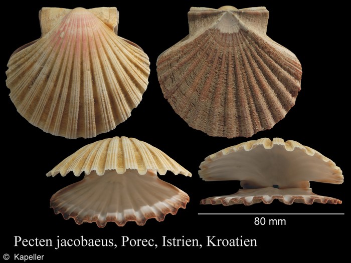 Pecten jacobaeus Pecten jacobaeus