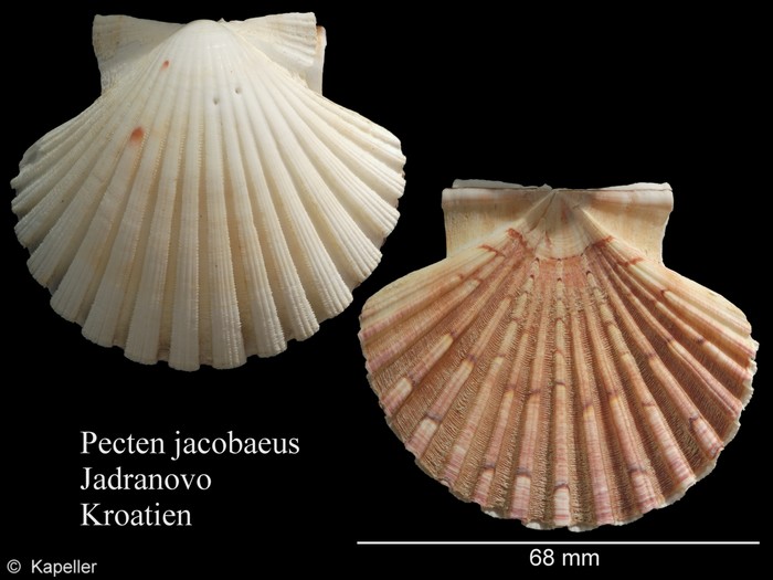Pecten jacobaeus Pecten jacobaeus