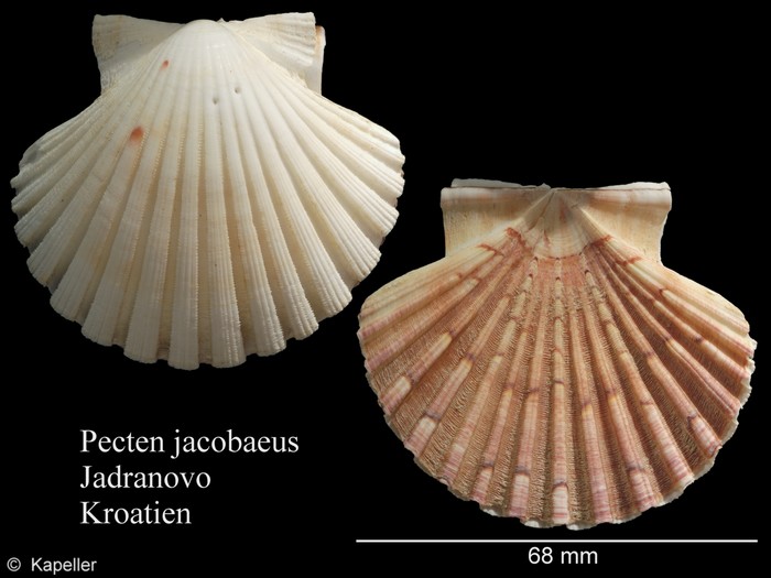 Pecten jacobaeus