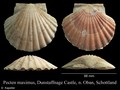 Mollusca (molluscs)