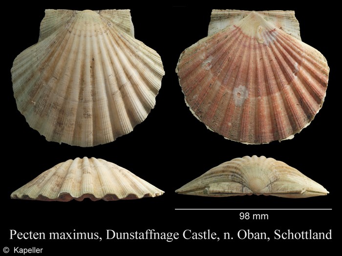 Pecten maximus