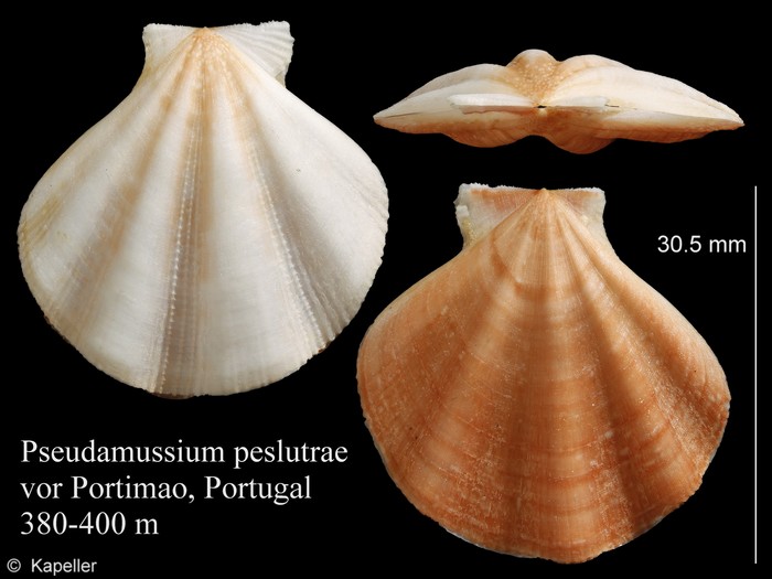 Pseudamussium peslutrae