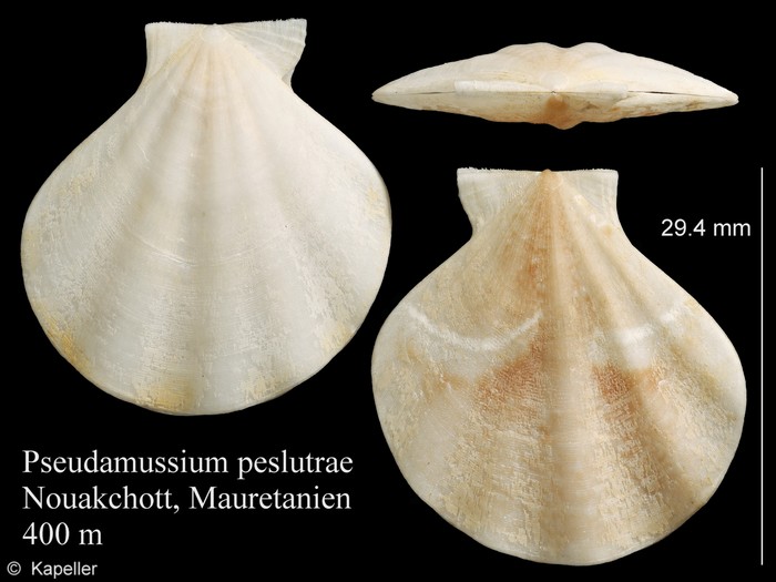 Pseudamussium peslutrae