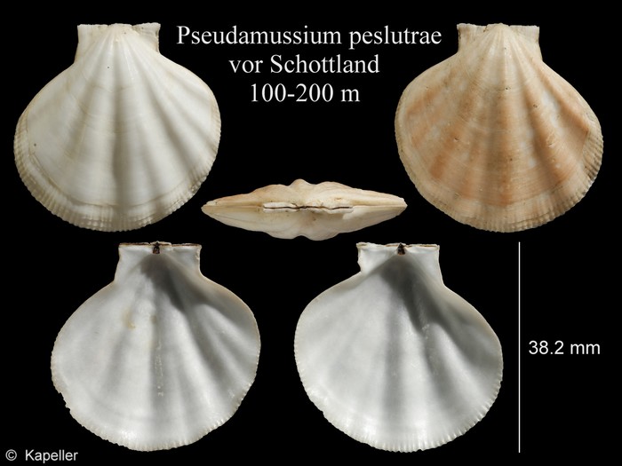 Pseudamussium peslutrae