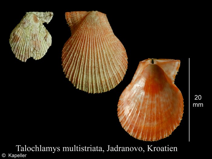 Talochlamys multistriata Talochlamys multistriata