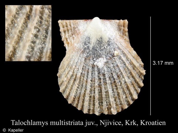 Talochlamys multistriata Talochlamys multistriata