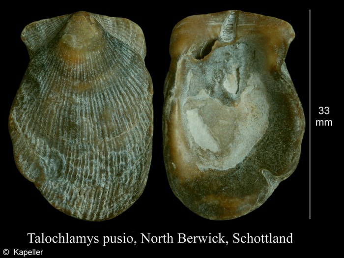 Talochlamys pusio Talochlamys pusio