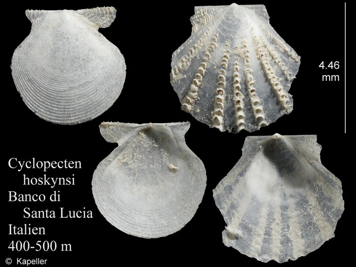 Cyclopecten hoskynsi Cyclopecten hoskynsi