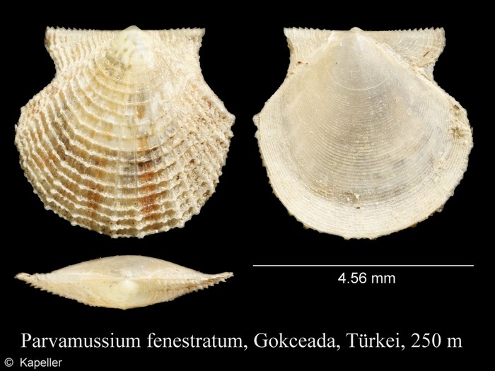 Parvamussium fenestratum Parvamussium fenestratum