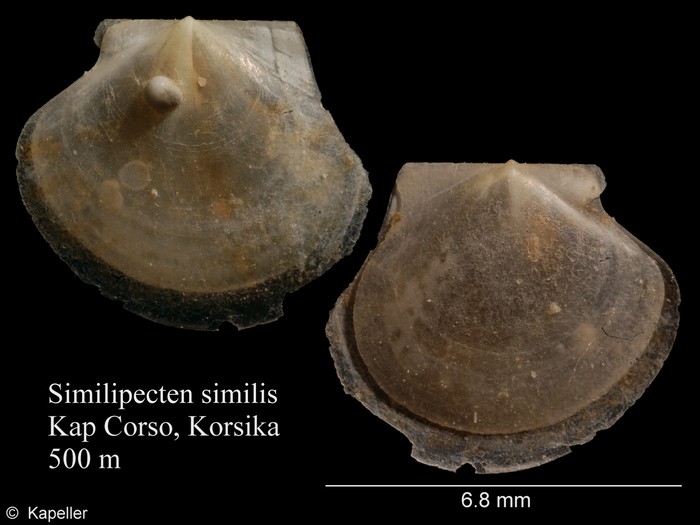Similipecten similis Similipecten similis