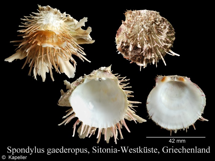 Spondylus gaederopus