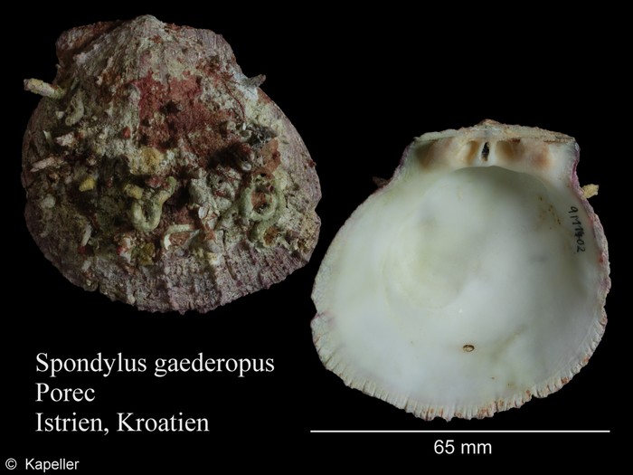 Spondylus gaederopus