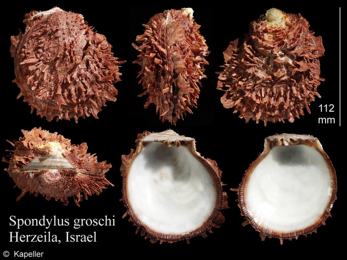 Spondylus groschi