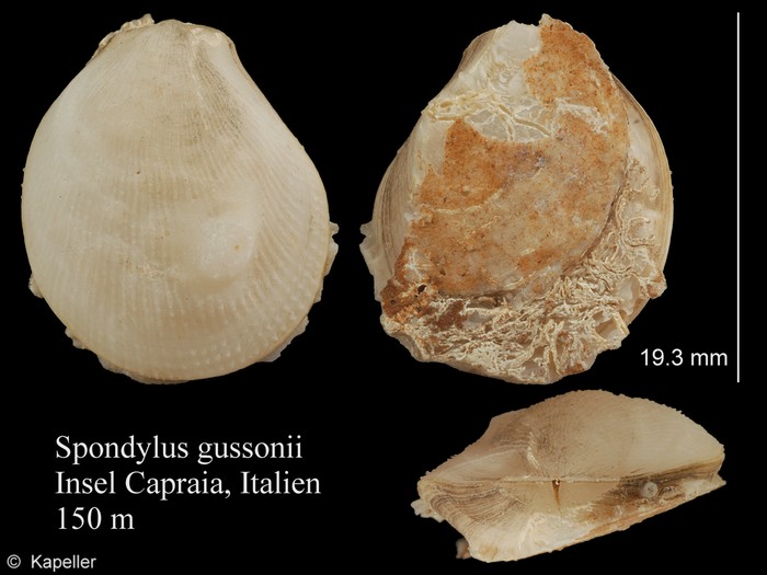 Spondylus gussonii