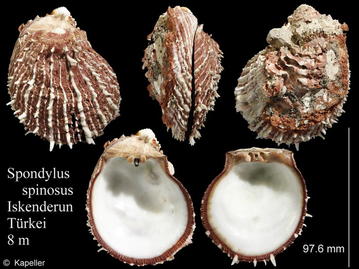 Spondylus spinosus