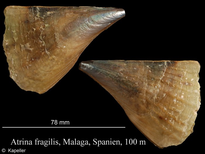 Atrina fragilis