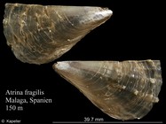 Atrina fragilis
