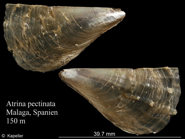 Atrina pectinata