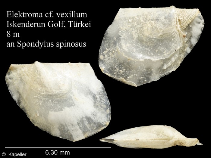 Electroma vexillum