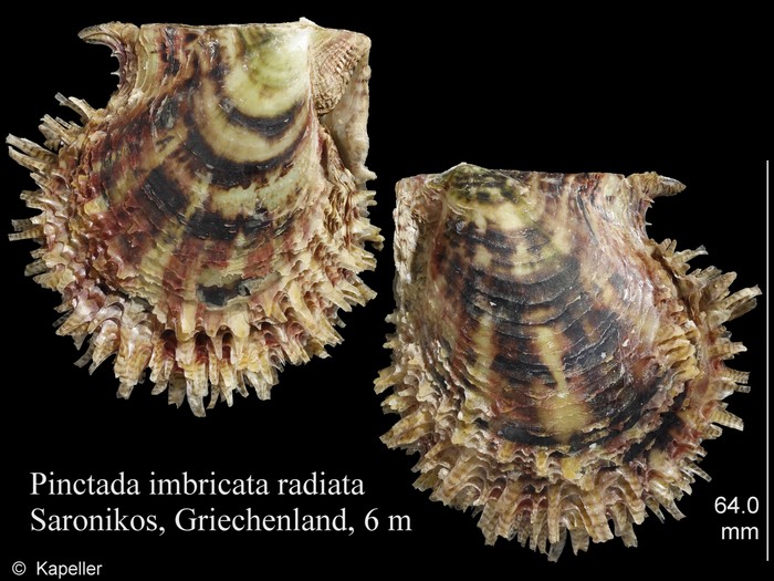 Pinctada radiata