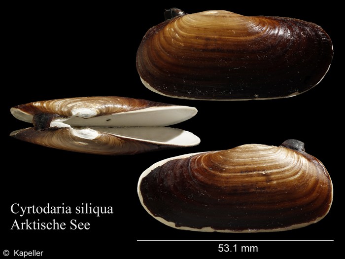 Cyrtodaria siliqua