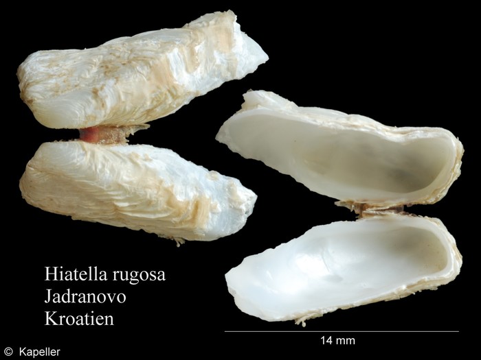 Hiatella rugosa Hiatella rugosa