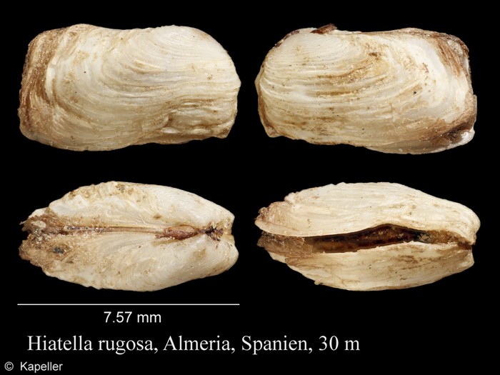 Hiatella rugosa Hiatella rugosa
