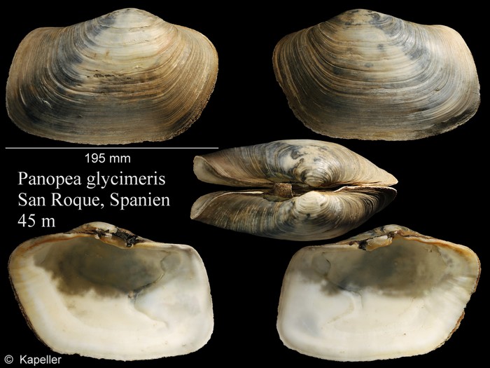 Panopea glycimeris