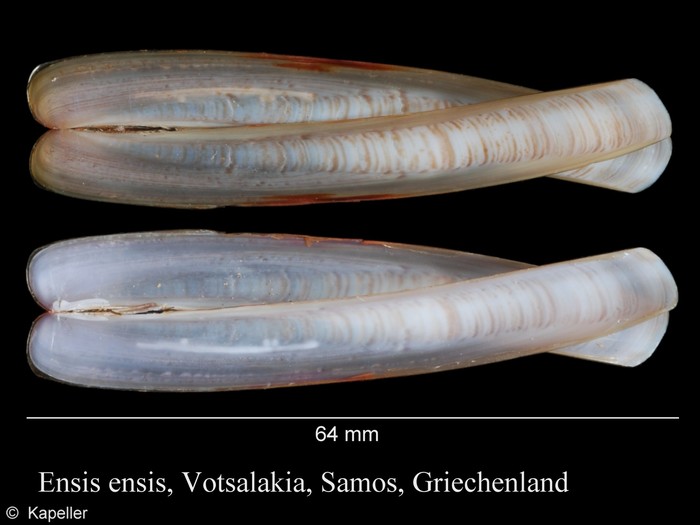 Ensis ensis Ensis ensis