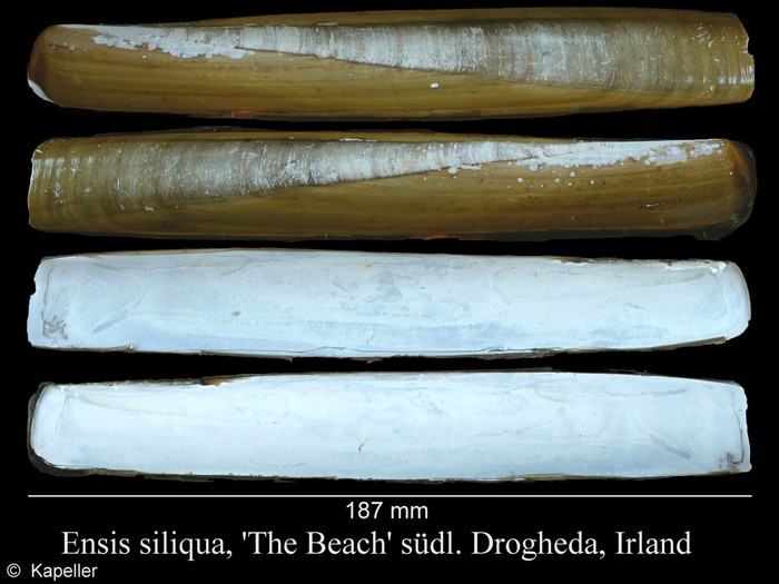 Ensis siliqua Ensis siliqua