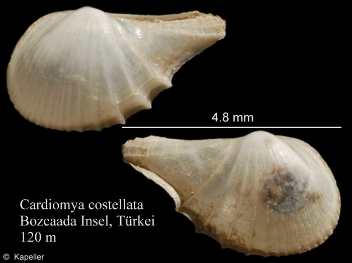 Cardiomya costellata Cardiomya costellata