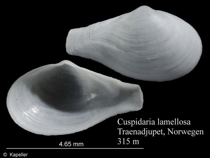 Cuspidaria lamellosa Cuspidaria lamellosa