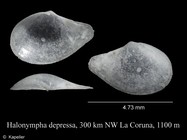 Halonympha depressa
